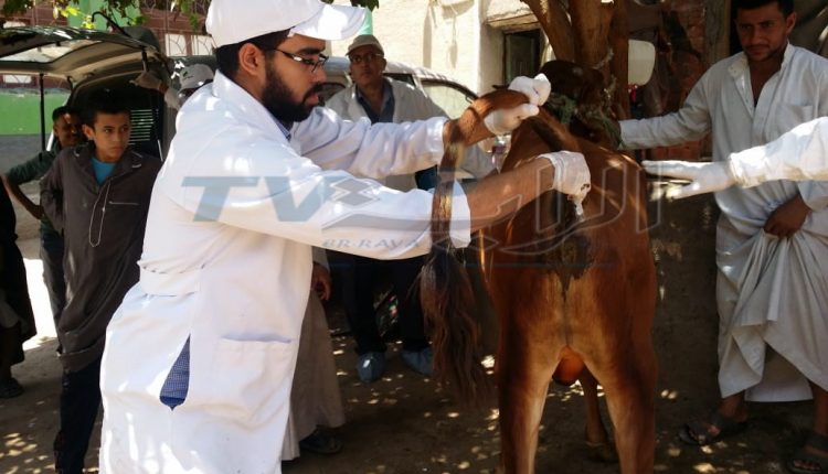 الأطباء البيطريين