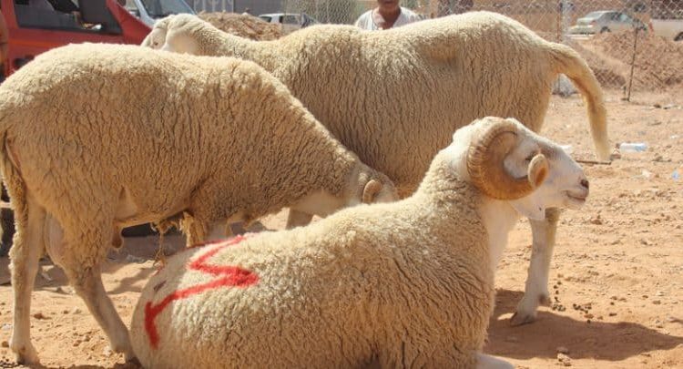 ارتفاع محسوس في أسعار الأضاحي