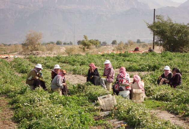 النساء في المغرب العربي يعملن في قطاع الزراعة