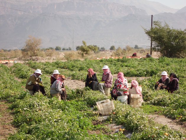 النساء في المغرب العربي يعملن في قطاع الزراعة