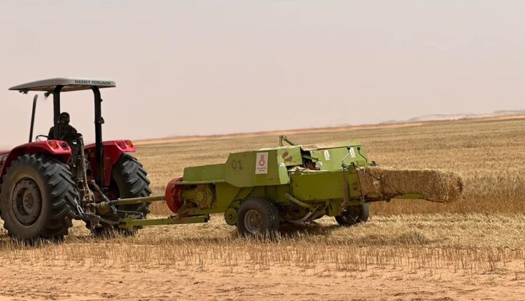 انطلاق موسم الحصاد والدرس وجني المحاصيل الإستراتيجية بولاية جــــــــانت