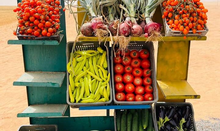 انطلاق موسم الحصاد والدرس وجني المحاصيل الإستراتيجية بولاية جــــــــانت